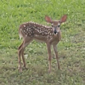 Meet your Posher, Genevieve